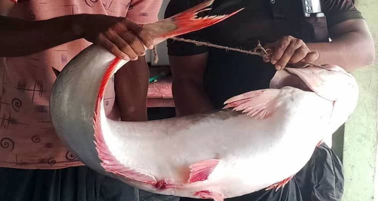 জেলের জালে ১৬ কেজি ওজনের পাঙ্গাশ, যত টাকায় বিক্রি পাঙ্গাশ