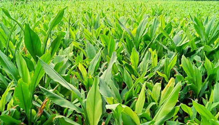 পাহাড়ে হলুদ চাষের সমারোহ পাহাড়ে হলুদ চাষ