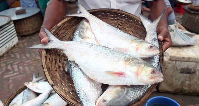 দেখা মিলছে না মা ইলিশের মা ইলিশ