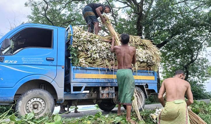 বিলের শাপলায় জীবন-জীবিকা শাপলা