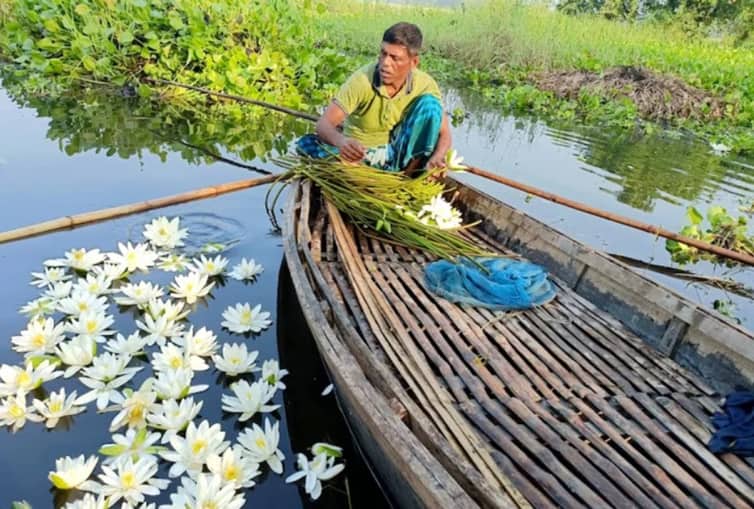 মেন্দী বিল যেন শাপলায় আঁকা এক নকশিকাঁথা