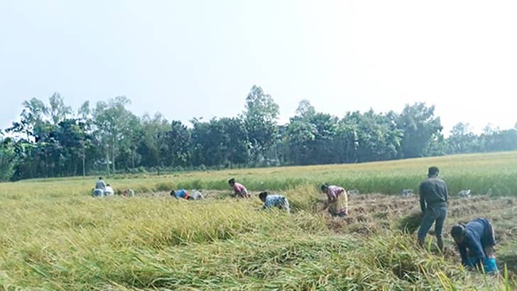 ঘুস ছাড়া ঋণ পাচ্ছেন না কৃষক