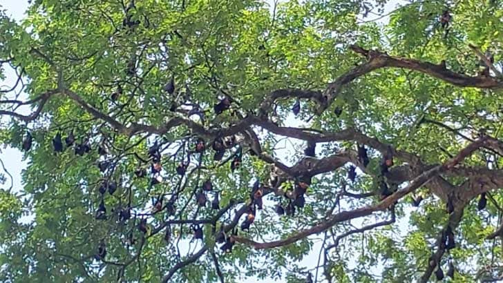 জমি না থাকায় বাদুড়ের সঙ্গেই বসবাস!