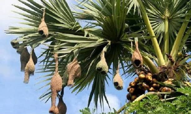 অস্তিত্ব সঙ্কটে বাসা বাঁধার নিপুণ কারিগর বাবুই পাখি