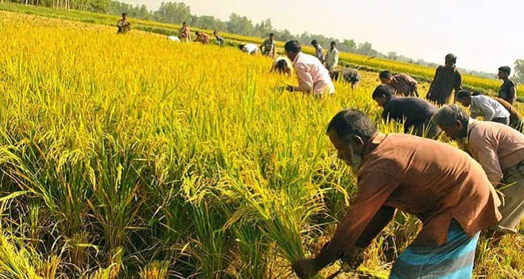 আমনের বাম্পার ফলনে খুশি কৃষকরা আমনের বাম্পার ফলন