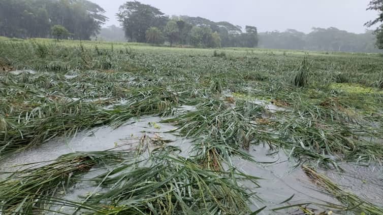 ঘূর্ণিঝড় মিধিলির প্রভাবে পানির নিচে ধান, কৃষকের মাথায় হাত!