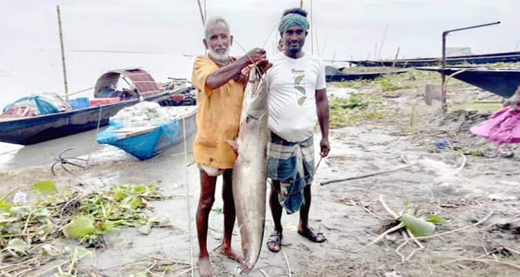 বোয়াল