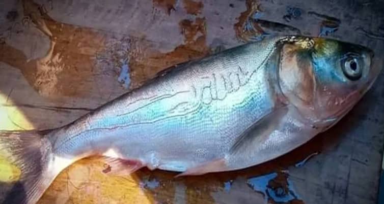 মাছের গায়ে