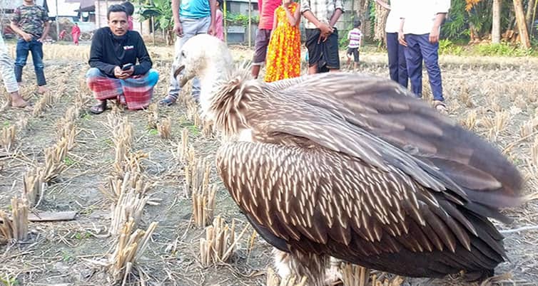 শকুন উদ্ধার
