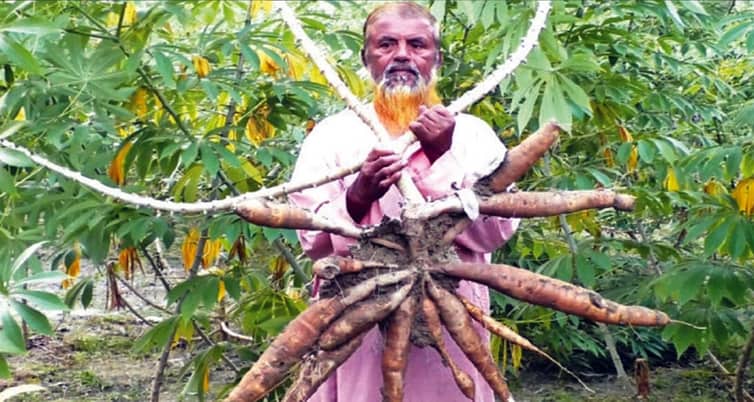 শিমুল আলু