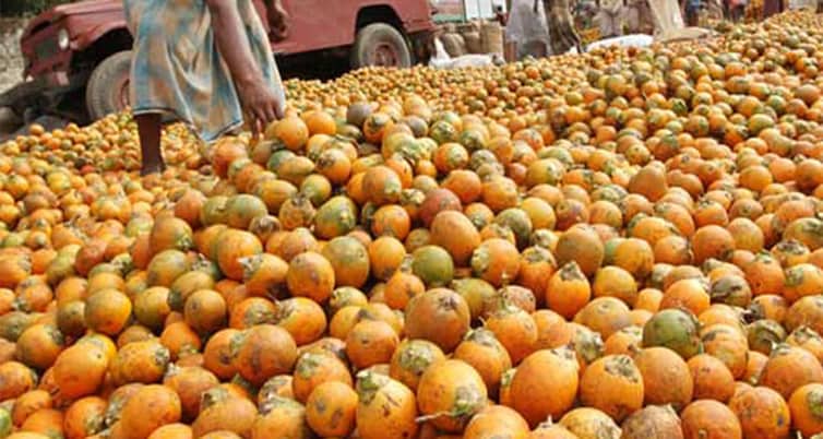 বরগুনায় সুপারির বাম্পার ফলন সুপারির