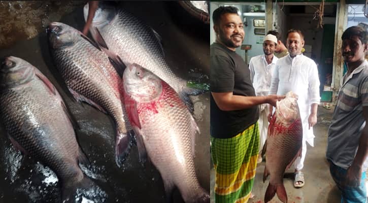 ইলিশের জালে ধরা পড়ছে বড় বড় কাতল