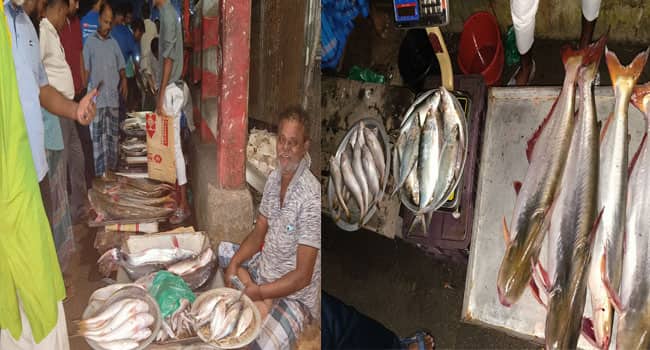 নদী থেকে ইলিশ মাছ উধাও, মিলছে পাঙ্গাস
