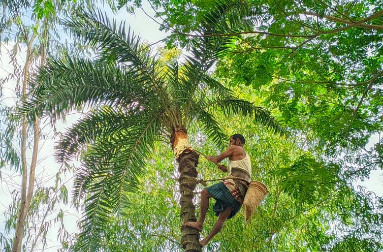 হাজারী গুড়ের জন্য খেজুর গাছ প্রস্তুতে ব্যস্ত গাছিরা