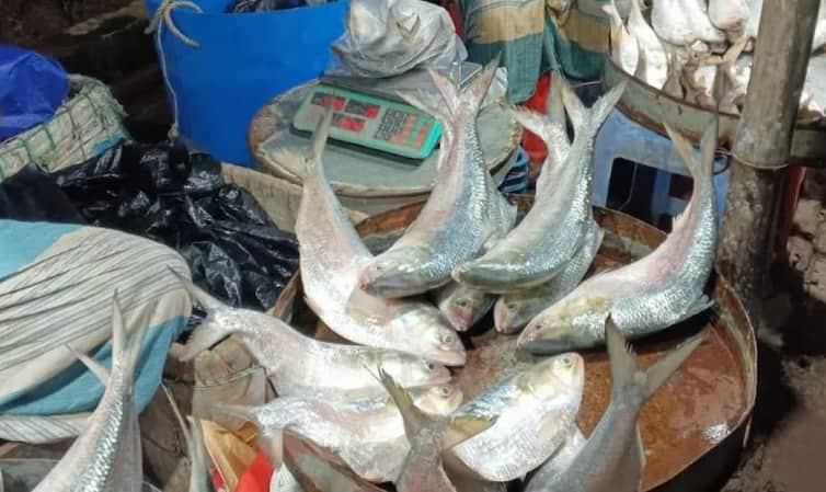 বাজারের অর্ধেক ইলিশই ডিমওয়ালা, দামও হাতের নাগালে