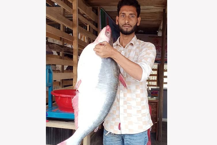 ইলিশের জালে ধরা পরলো ১৪ কেজির পাঙ্গাশ