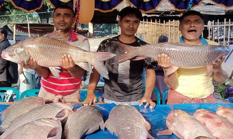 মাছের মেলায় বড় বড় রুই-কাতলা