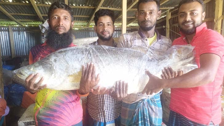৪০ কেজি ওজনের দুই কোরাল মাছ ৪০ হাজারে বিক্রি