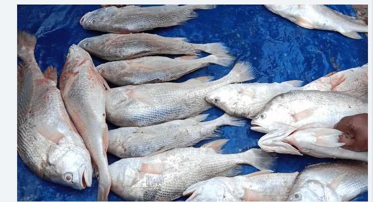 সুন্দরবনে জেলের জালে ১৬ জাভা মাছ বিক্রি হলো লাখ টাকায়