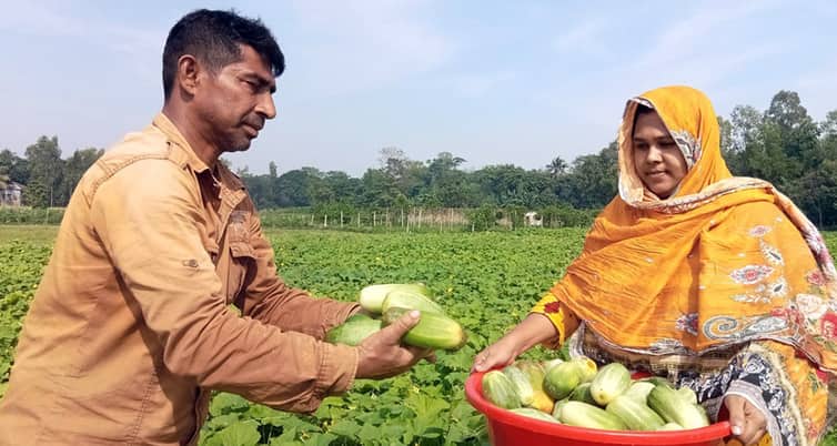 খিরা চাষে বাম্পার ফলন, হাসি ফুটেছে কৃষকদের মুখে খিরা চাষে বাম্পার