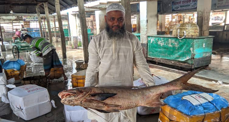 ১৭ কেজির তাইরা মাছের দাম যত টাকা তাইরা মাছ