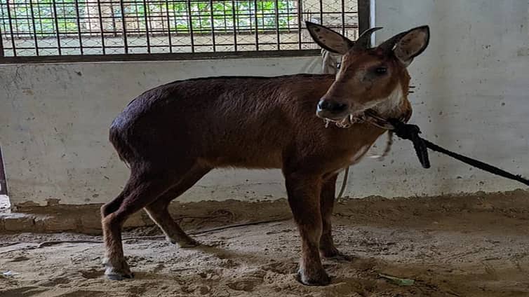 উদ্ধার সেই ‘বনছাগল’ রাজকান্দি বনে অবমুক্ত