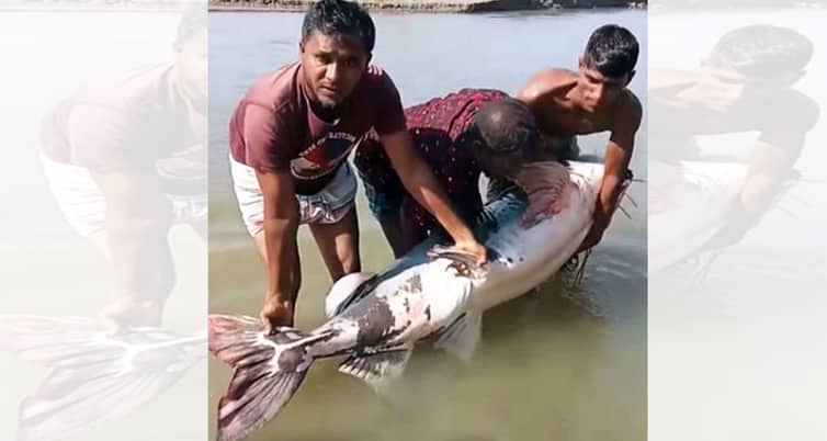 বাগাড়