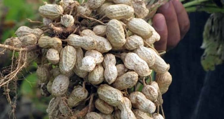 আখাউড়ায় বাদাম চাষে সাফল্য কৃষকের বাদাম চাষ