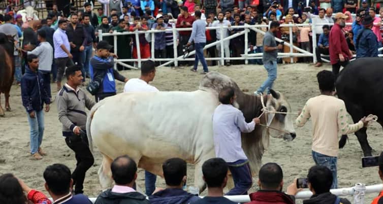 সুসজ্জিত গরু