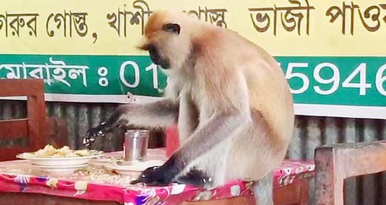 ক্ষুধা পেলেই হোটেল-রেস্টুরেন্টে ছুটে যায় হনুমান