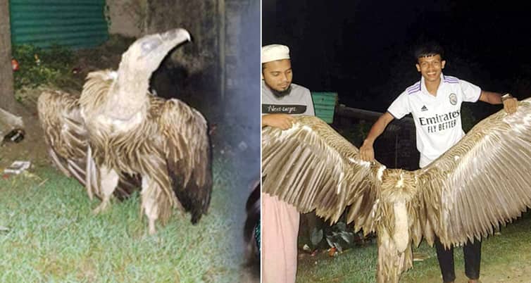 বাড়ির উঠানে এসে পড়লো বিশাল বড় এক হিমালয়ান গ্রিফন শকুন হিমালয়ান গ্রিফন শকুন
