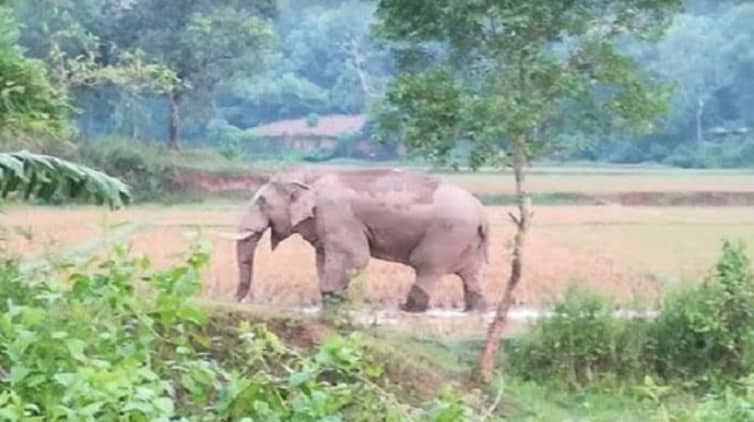 দুই শর্তে গড়ে উঠবে মৌলভীবাজার সাফারি পার্ক