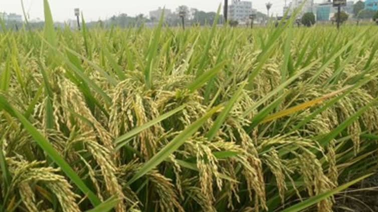 অনুমোদন পেল ব্রি’র নতুন দুই জাতের ধান অনুমোদন পেল ব্রি'র নতুন দুই জাতের ধান