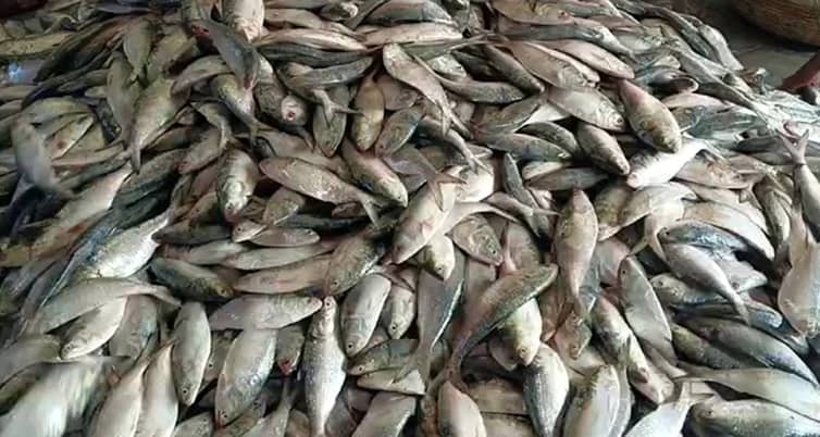 এক টানে জেলের জালে উঠল ৯২ মণ ইলিশ ইলিশ