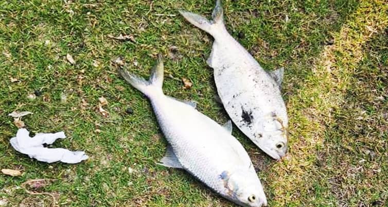 পুকুরে ধরা পড়ল ২টি ইলিশ ইলিশ