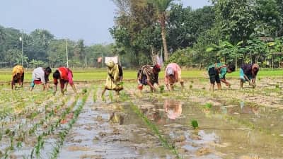 কনকনে ঠান্ডায় নারীরাও বোরো ধান রোপণে ব্যস্ত