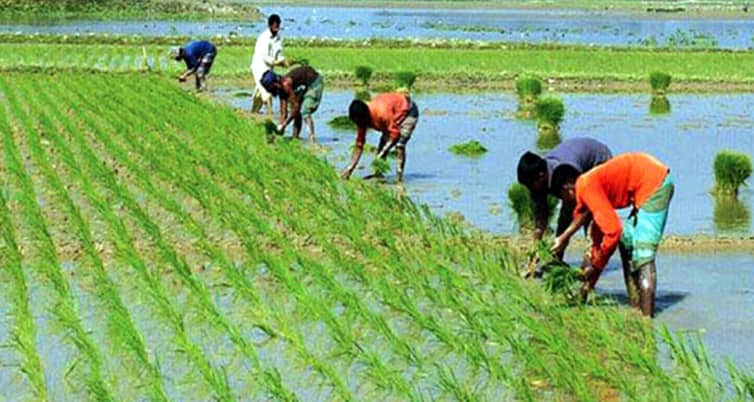 তীব্র শীতে ধানের চারা রোপণ করতে পারছেন না কৃষকরা ধানের চারা রোপণ