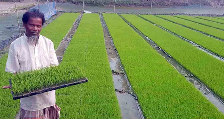 ঘন কুয়াশায় বোরোর বীজতলা নিয়ে দুশ্চিন্তায় কৃষক বীজতলা