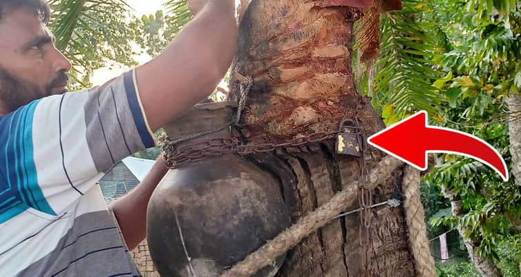 রসের হাঁড়িতে তালা রসের হাঁড়িতে তালা