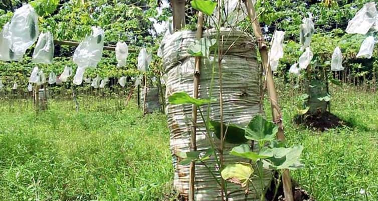 জনপ্রিয় হয়ে উঠছে বস্তা পদ্ধতিতে সবজি চাষ সবজি চাষ