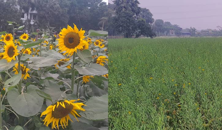 সূর্যমুখী-সরিষার চাষের মাধ্যমে তিন ফসলি শস্যবিন্যাসে উন্নয়ন সূর্যমুখী-সরিষার চাষের মাধ্যমে তিন ফসলি শস্যবিন্যাসে উন্নয়ন