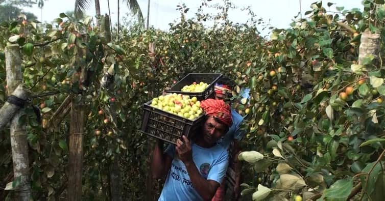 শখের কুল বাগান