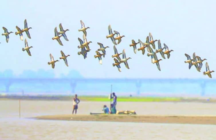 পরিযায়ী পাখিতে মুখর তিস্তা
