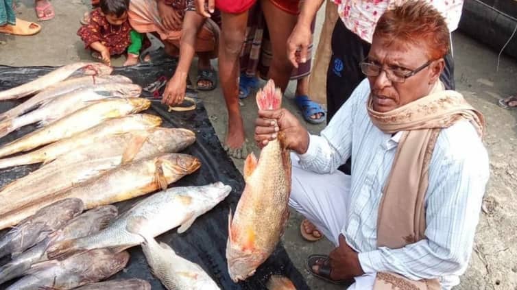 ৫৫ হাজার টাকায় বিক্রি হলো দুটি ভোল মাছ দুটি ভোল মাছ