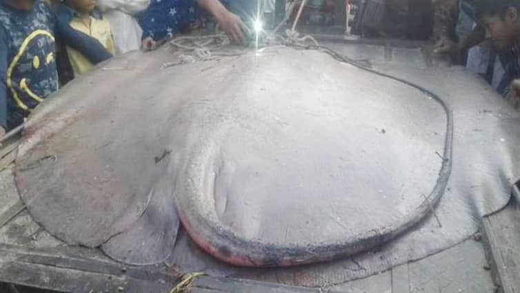 জেলের জালে ১৪০ কেজির হাউস মাছ, দেখতে উৎসুক জনতার ভীড় ১৪০ কেজির হাউস মাছ