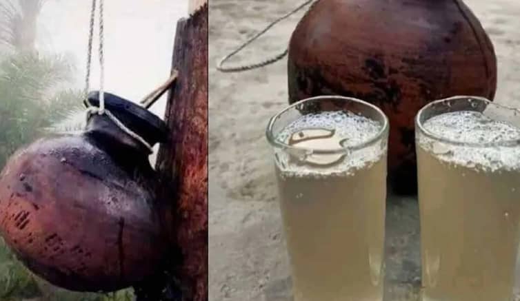 কাঁচা খেজুরের রস
