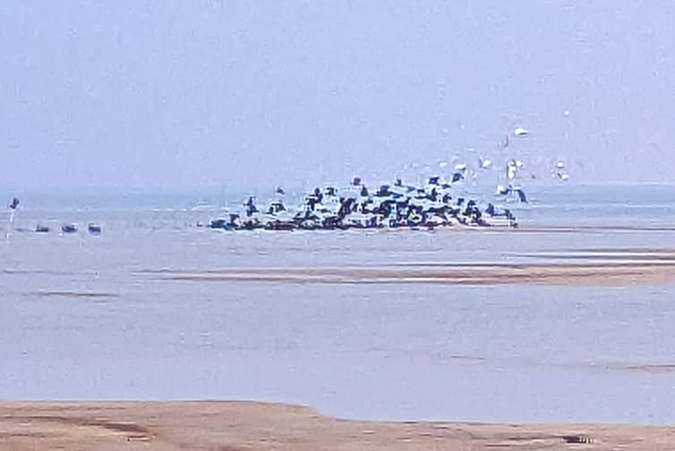 অতিথি পাখি
