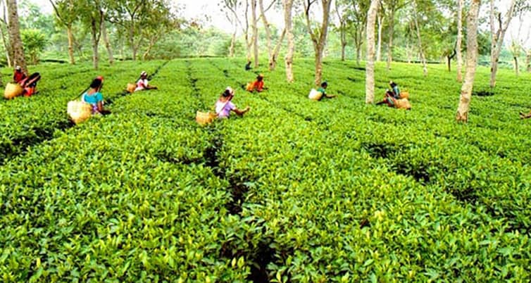 উত্তরাঞ্চল চা উৎপাদন