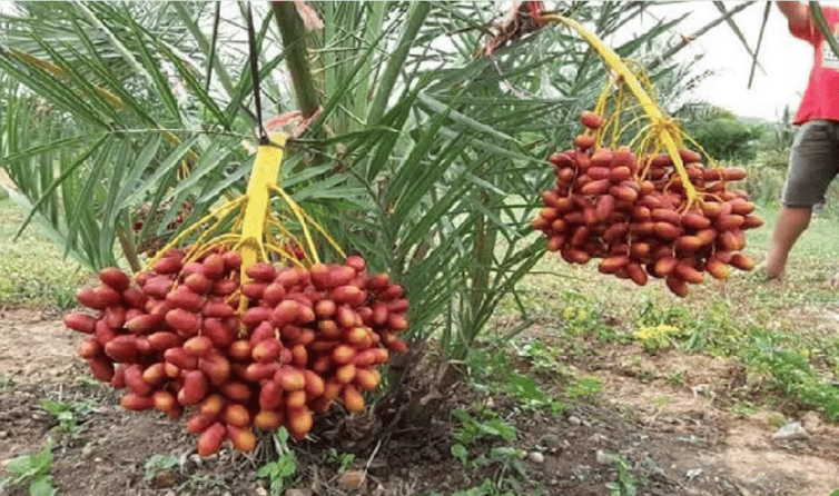খেজুর চাষ