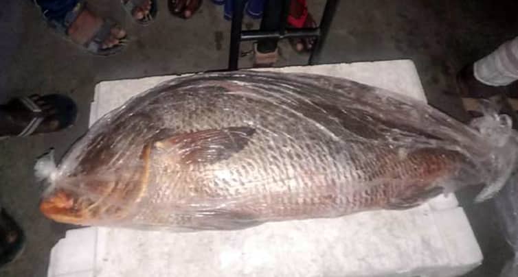 জাভা মাছ